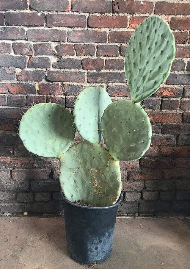 Blue Wheel Prickly Pear Cactus | Opuntia Robusta | 10+ seeds | Silver Dollar Prickly Pear