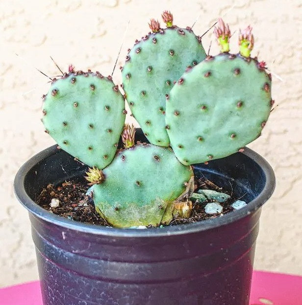 Blue Wheel Prickly Pear Cactus | Opuntia Robusta | 10+ seeds | Silver Dollar Prickly Pear