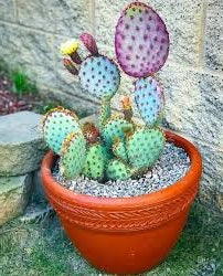 Blue Wheel Prickly Pear Cactus | Opuntia Robusta | 10+ seeds | Silver Dollar Prickly Pear