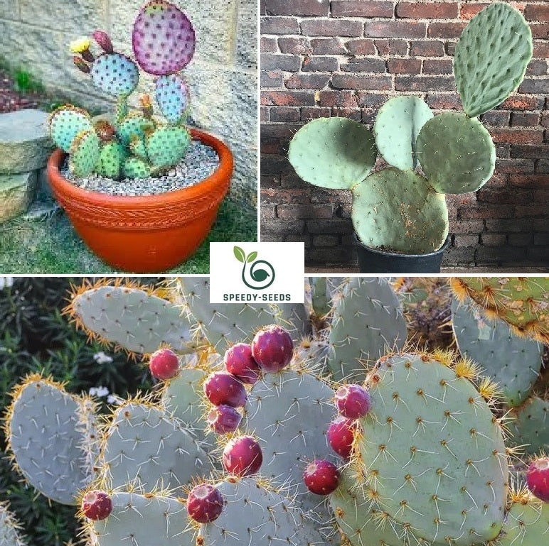 Blue Wheel Prickly Pear Cactus | Opuntia Robusta | 10+ seeds | Silver Dollar Prickly Pear