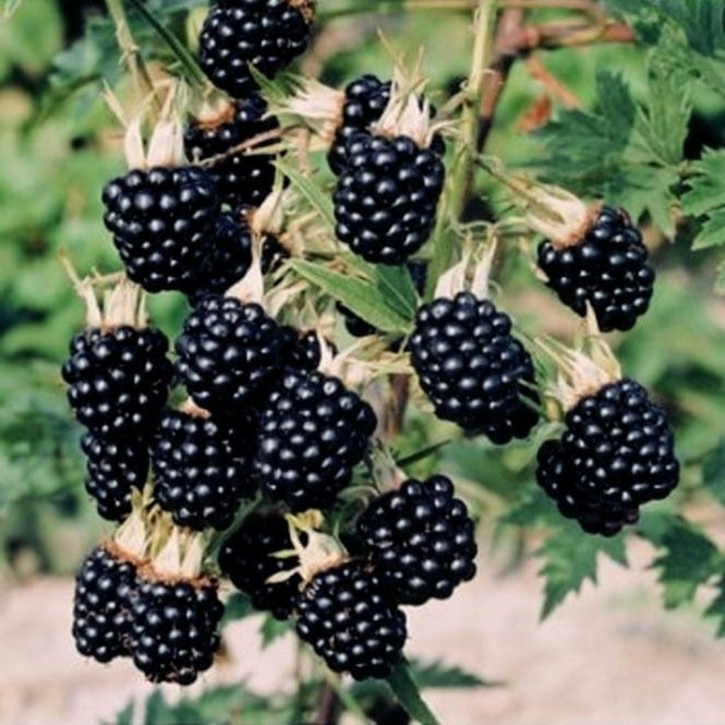 Wild Blackberry | 50+ seeds | Bramble | Easy Jam