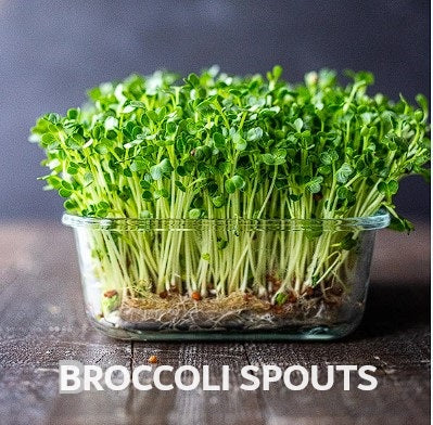 Organic Seeds for Sprouting / Sprouts | Many Types | Healthy Microgreens all year round!