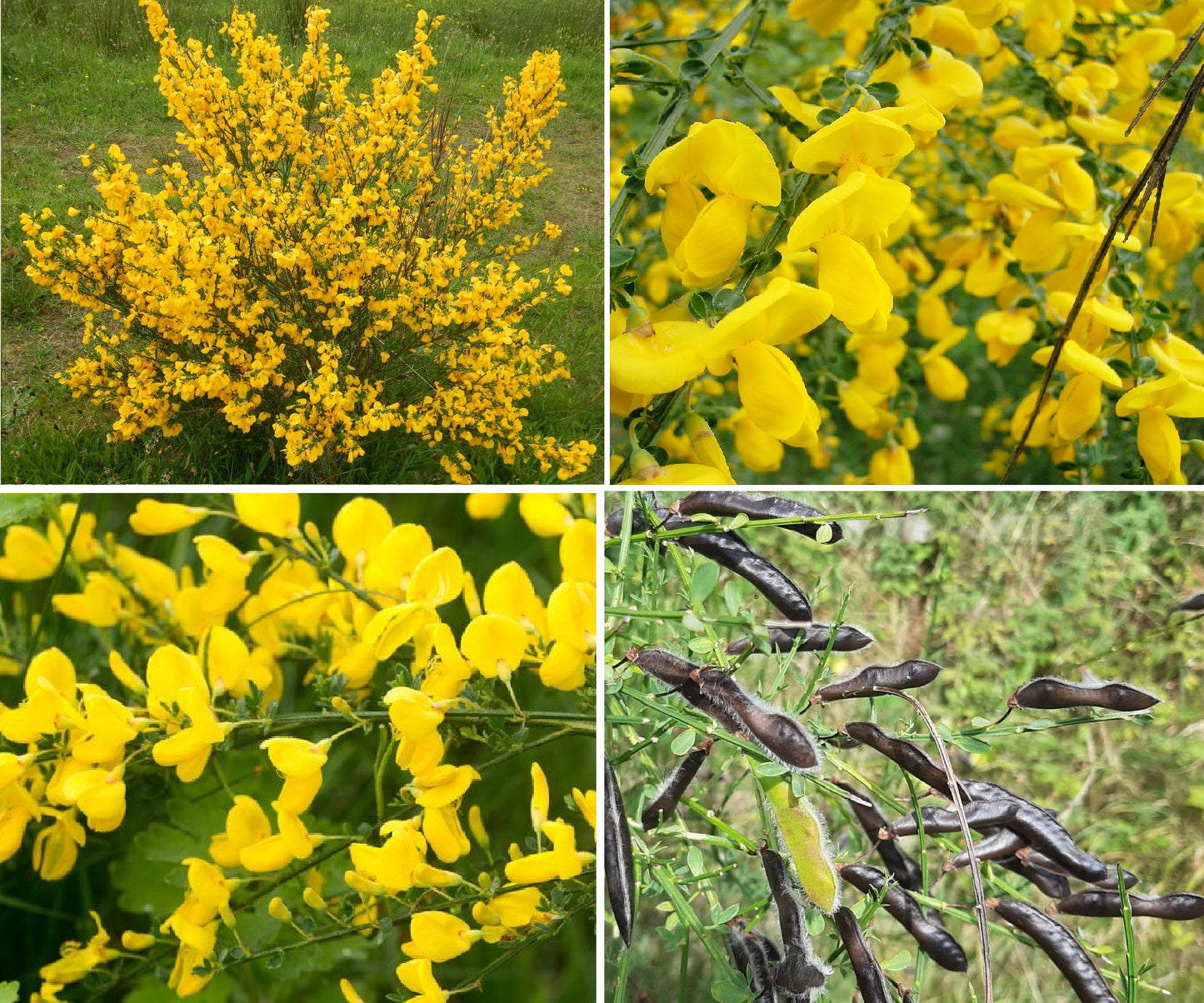 Scotch Broom (Cytisus Scoparius) | 100+ seeds | Pollenators