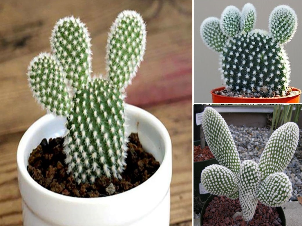 Bunny Ears Cactus 15+ seeds | Opuntia Microdasys v.Albispina – speedyseeds