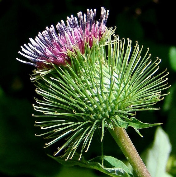 Greater Burdock | Arctium Lappa | 50+ seeds | Useful Herb