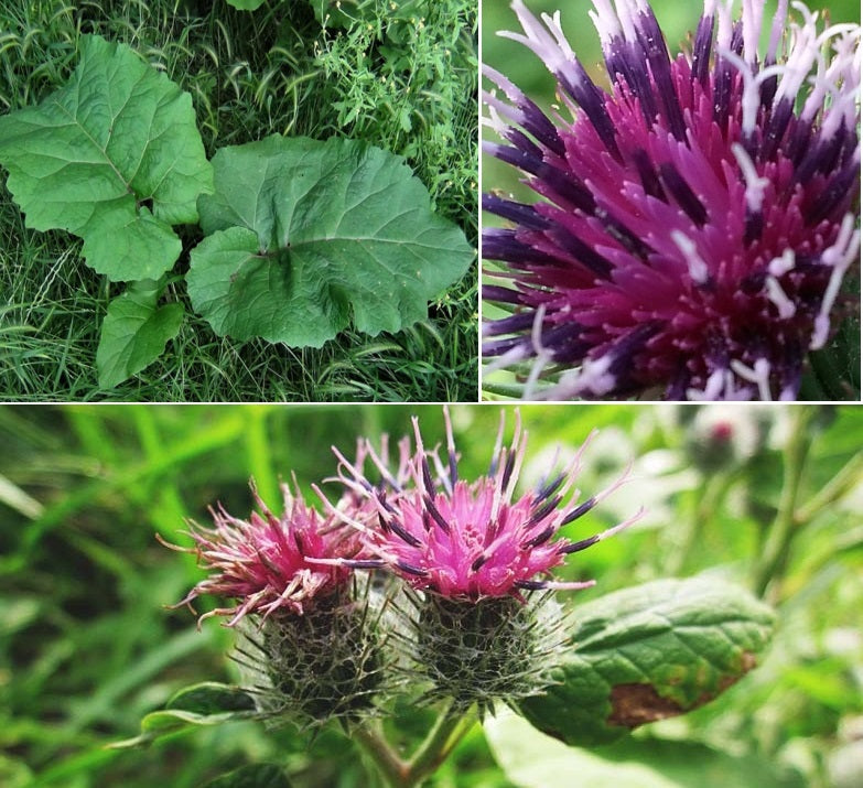 Greater Burdock | Arctium Lappa | 50+ seeds | Useful Herb