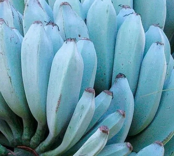 Blue Banana seeds Burmese Blue Musa Iterans | 5 seeds | Rare