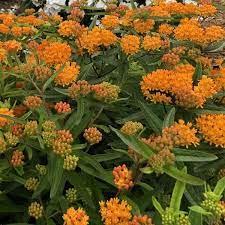 Butterfly Weed | Asclepias Tuberosa | 50+ Seeds | Attracts Pollenators