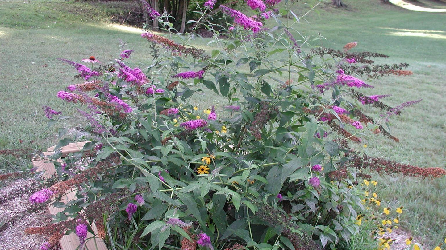 Butterfly Bush | Buddleia | 100+ seeds | Butterfly Magnet