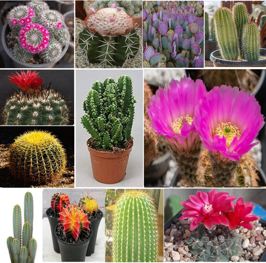 Premium Cactus Seed Mix | 75+ seeds | USA Imported | 14+ species