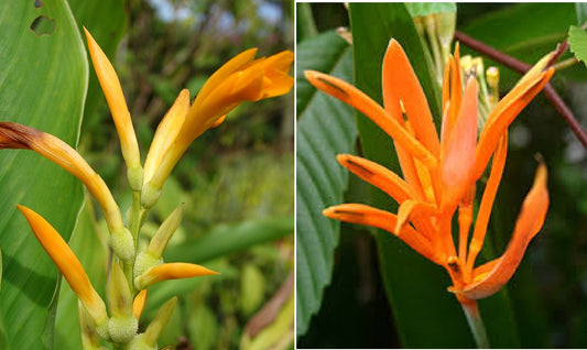 Canna - Jaegeriana | Orange Canna Lily | 10 seeds | High Germination