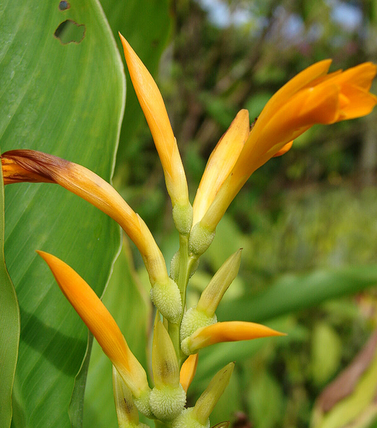 Canna - Jaegeriana | Orange Canna Lily | 10 seeds | High Germination