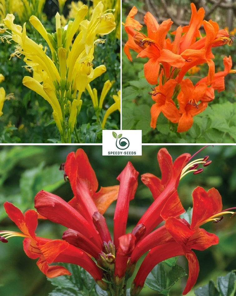Cape Honeysuckle | Mixed Colours | Tecoma Capensis | 20+ seeds