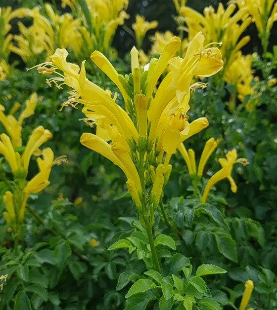 Cape Honeysuckle | Mixed Colours | Tecoma Capensis | 20+ seeds