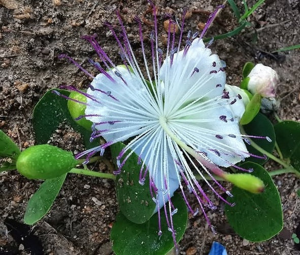 Caper seeds | 20+ | Flinders Rose | Capparis Spinosa  | Perfect with fish