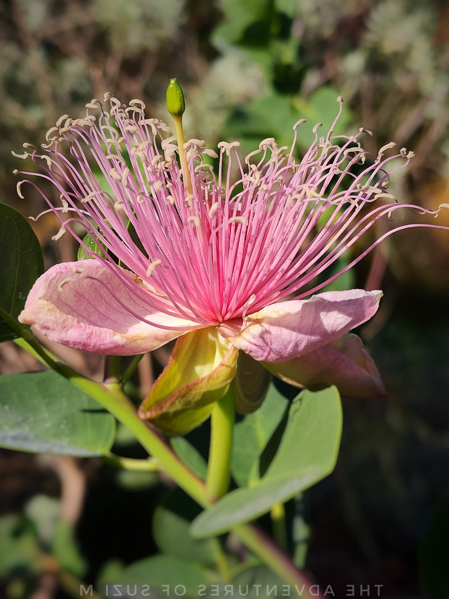 Caper seeds | 20+ | Flinders Rose | Capparis Spinosa  | Perfect with fish