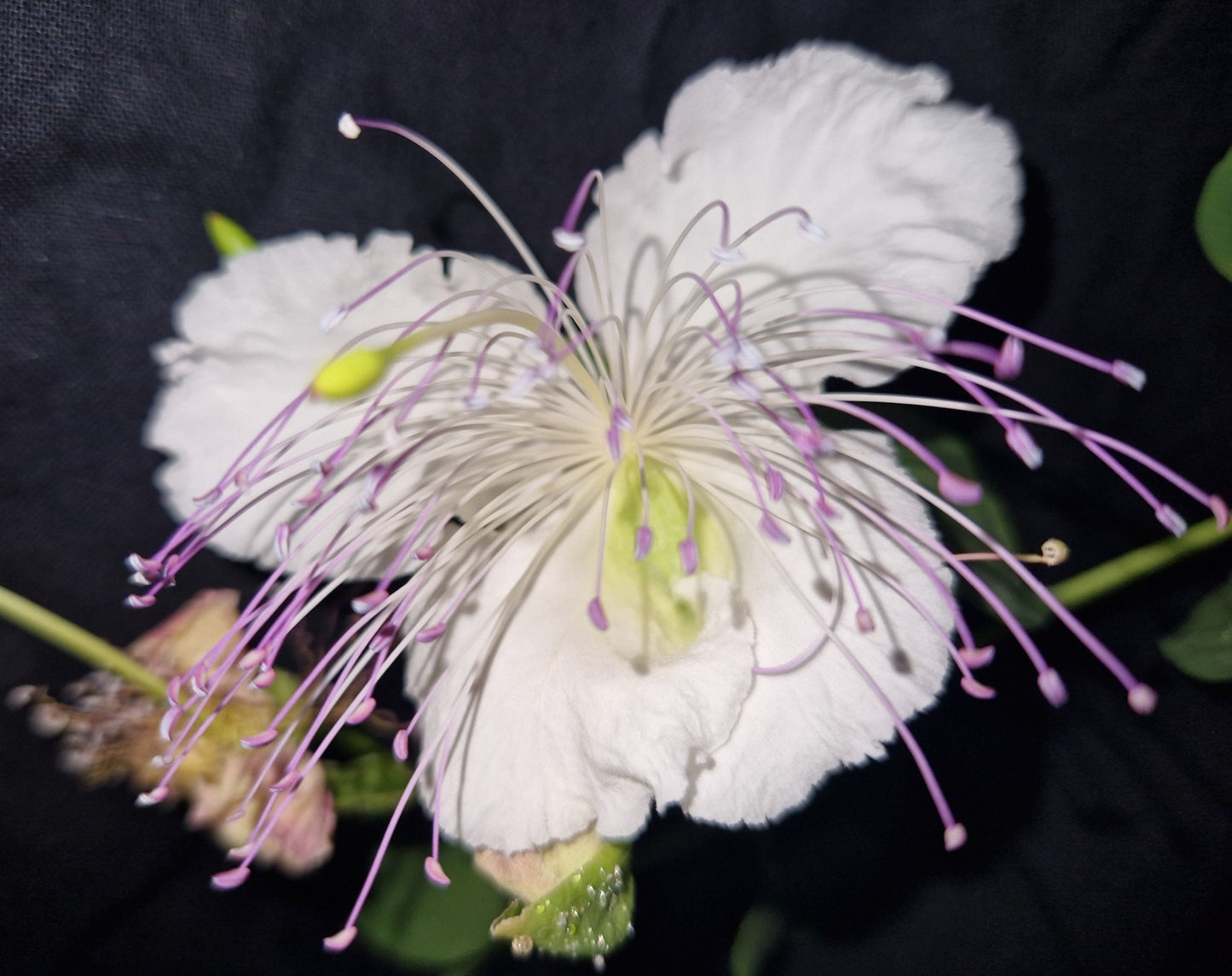 Caper seeds | 20+ | Flinders Rose | Capparis Spinosa  | Perfect with fish