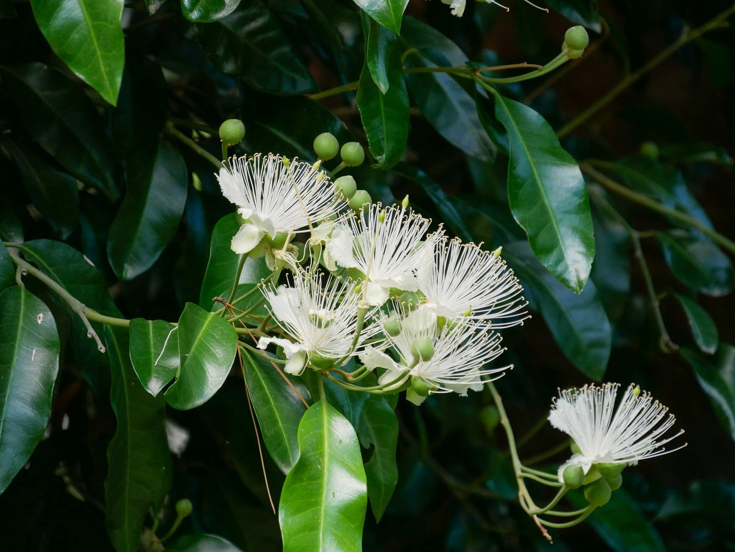 Caper seeds | 20+ | Flinders Rose | Capparis Spinosa  | Perfect with fish