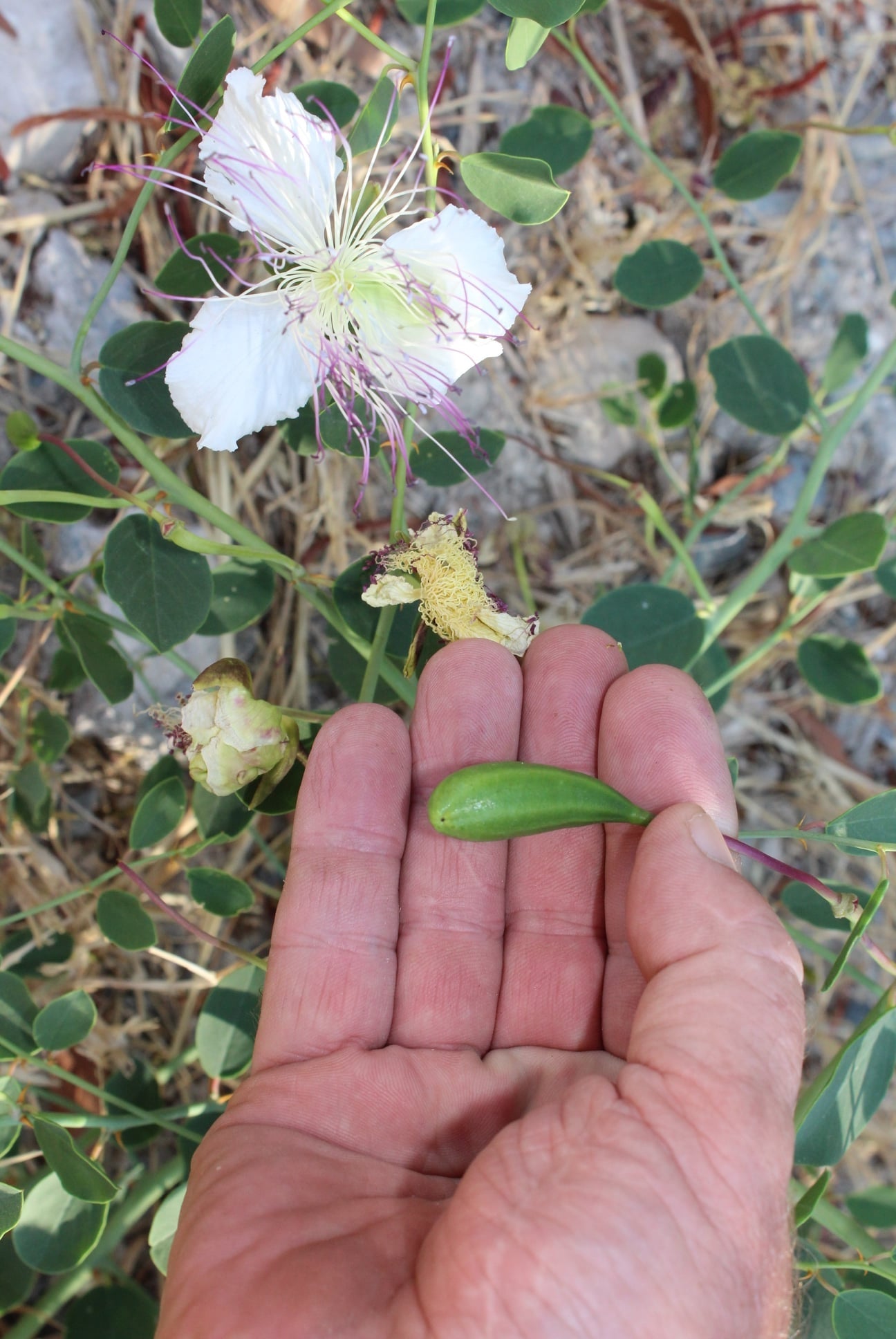 Caper seeds | 20+ | Flinders Rose | Capparis Spinosa  | Perfect with fish