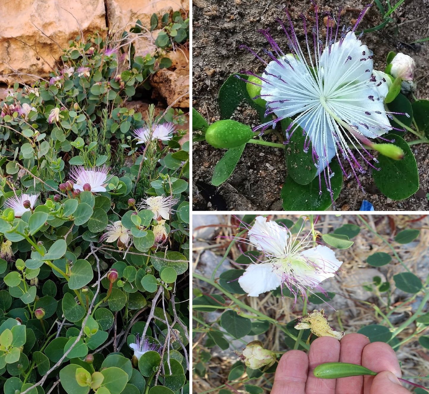 Caper seeds | 20+ | Flinders Rose | Capparis Spinosa  | Perfect with fish