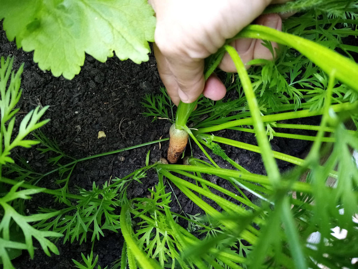 Carrot Seeds 2g | Early Nantes | 1600+ seeds | Early Sowing