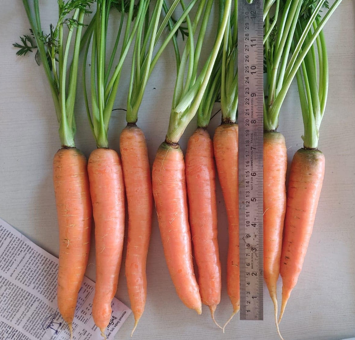 Carrot Seeds 2g | Early Nantes | 1600+ seeds | Early Sowing