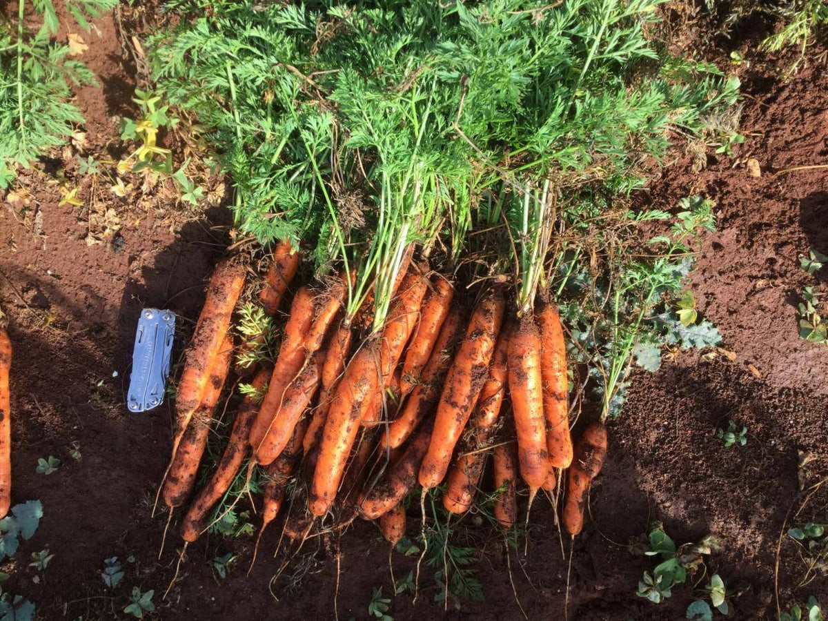Carrot Seeds 2g | Early Nantes | 1600+ seeds | Early Sowing
