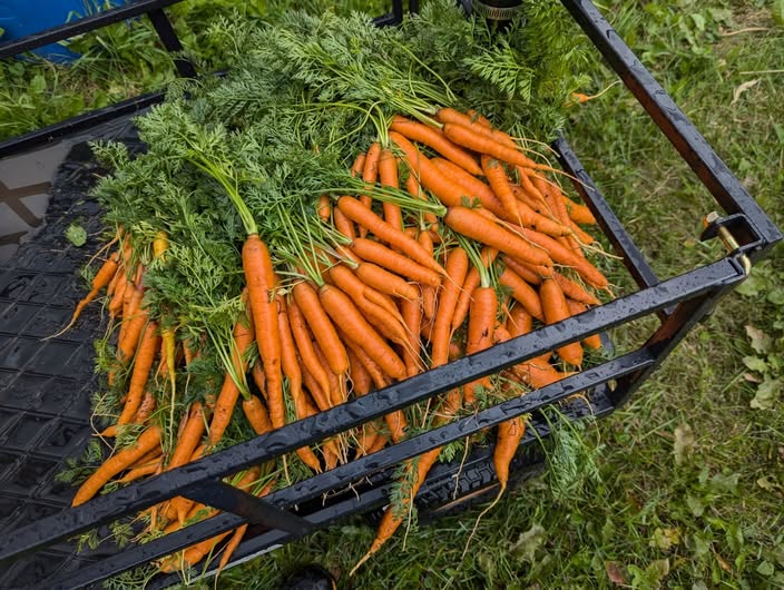 Carrot Seeds 2g | Early Nantes | 1600+ seeds | Early Sowing