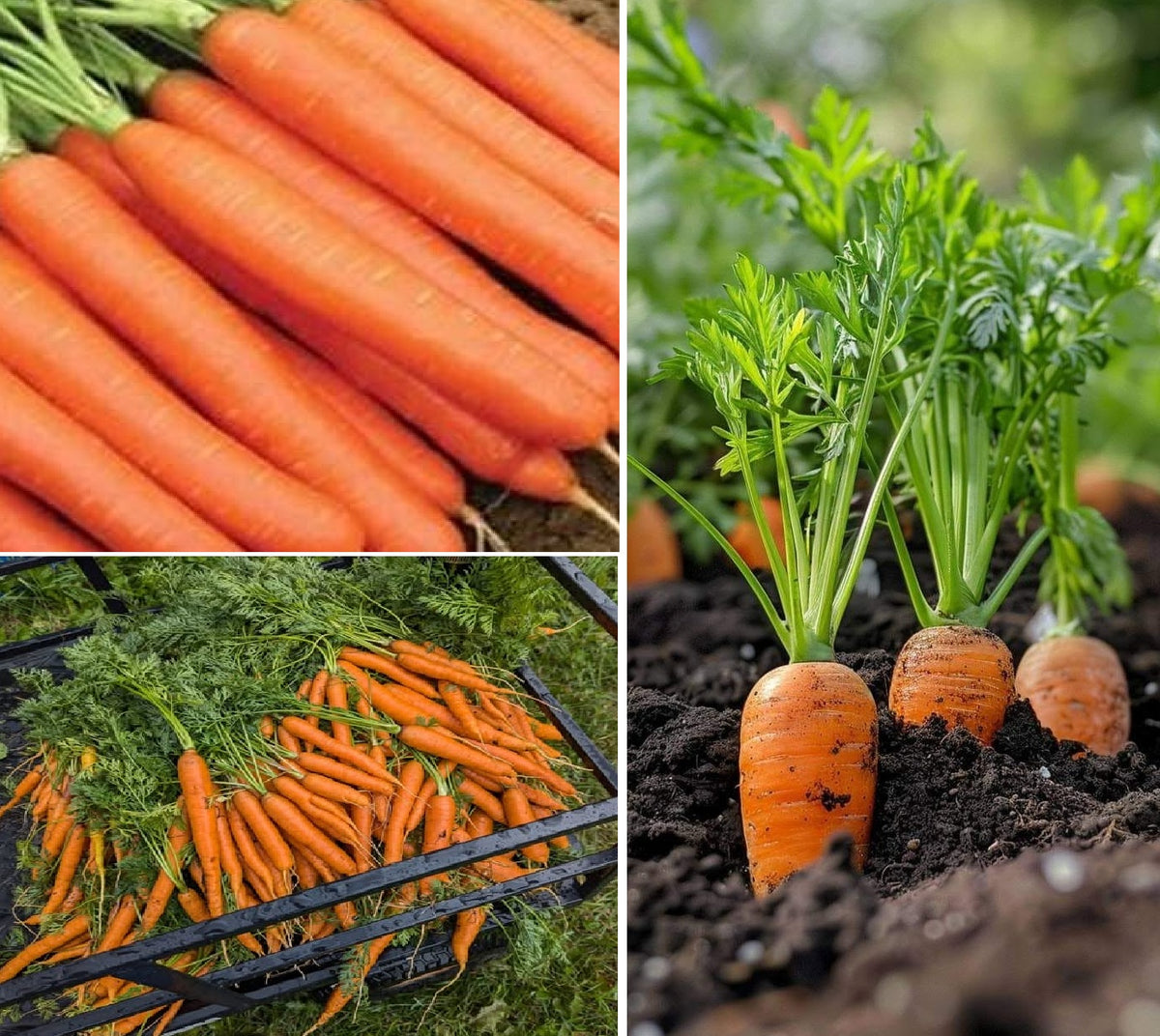 Carrot Seeds 2g | Early Nantes | 1600+ seeds | Early Sowing