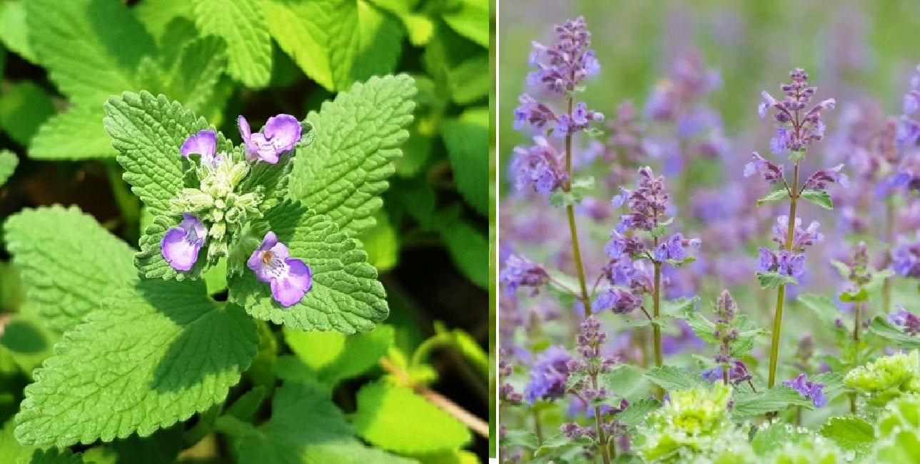 Catnip (Nepeta Cataria) | 300+ Seeds | Catmint | Herb | Same Day Dispatch