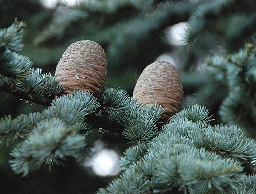 Blue Atlas Cedar | Cedrus Atlantica "Glauca" | 15+ seeds | Bonsai