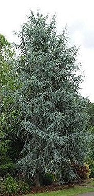 Blue Atlas Cedar | Cedrus Atlantica "Glauca" | 15+ seeds | Bonsai