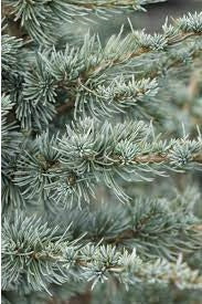 Blue Atlas Cedar | Cedrus Atlantica "Glauca" | 15+ seeds | Bonsai