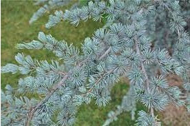 Blue Atlas Cedar | Cedrus Atlantica "Glauca" | 15+ seeds | Bonsai