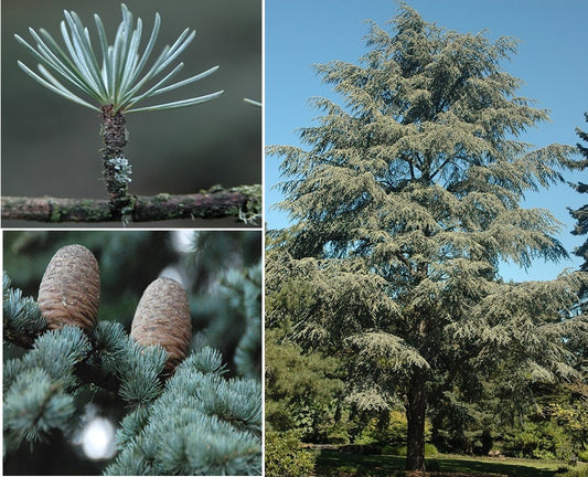 Blue Atlas Cedar | Cedrus Atlantica "Glauca" | 15+ seeds | Bonsai