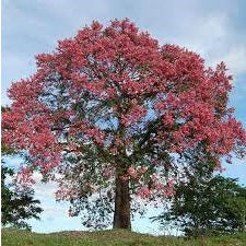 Ceiba Speciosa | Chorisia | 10 seeds | RARE | Silk Floss Tree