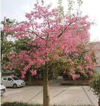 Ceiba Speciosa | Chorisia | 10 seeds | RARE | Silk Floss Tree