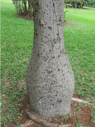 Ceiba Speciosa | Chorisia | 10 seeds | RARE | Silk Floss Tree