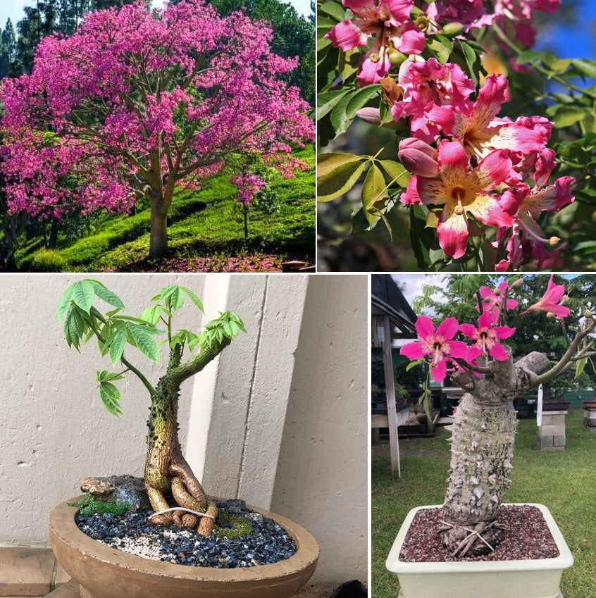 Ceiba Speciosa | Chorisia | 10 seeds | RARE | Silk Floss Tree