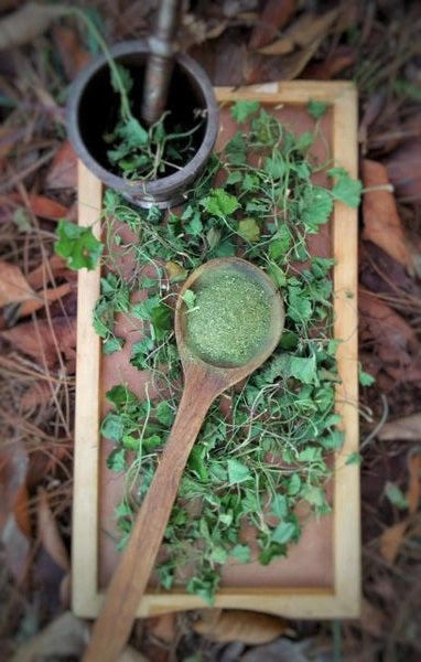 Gotu Kola | 100+ Seeds | Centella Asiatica | Bua Bok | Indian  Pennywort