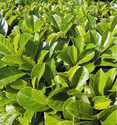Cherry Laurel | Prunus Laurocerasus | Evergreen Hedge | 30+ seeds
