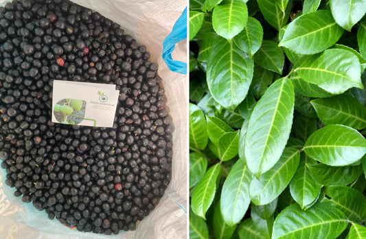 Cherry Laurel | 50+ seeds | Own 2025 harvest | Fast growing evergreen hedging