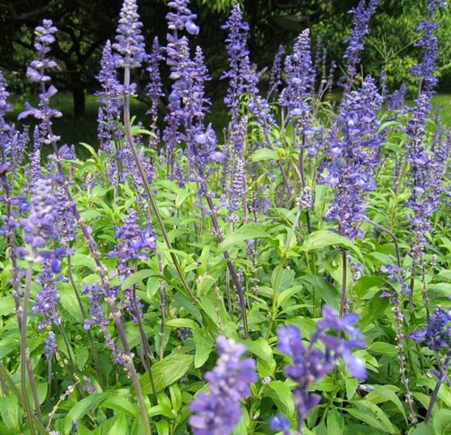 Chia (Salvia Hispanica) | 2000+ organic seeds for sowing