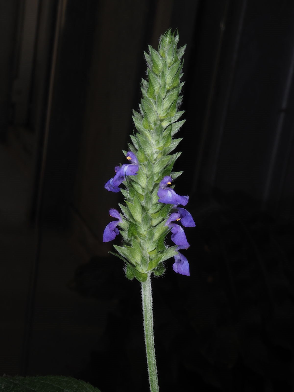 Chia (Salvia Hispanica) | 2000+ organic seeds for sowing