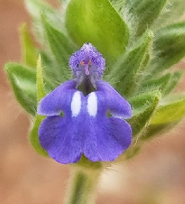 Chia (Salvia Hispanica) | 2000+ organic seeds for sowing