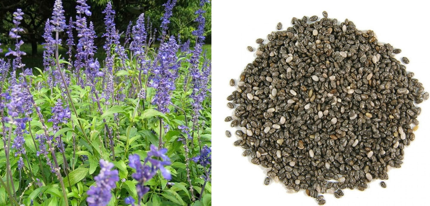 Chia (Salvia Hispanica) | 2000+ organic seeds for sowing