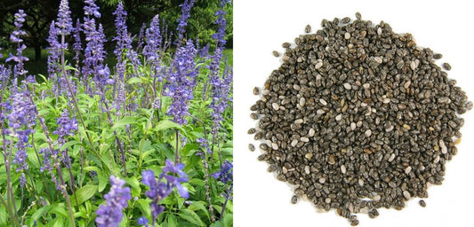 Chia (Salvia Hispanica) | 2000+ organic seeds for sowing