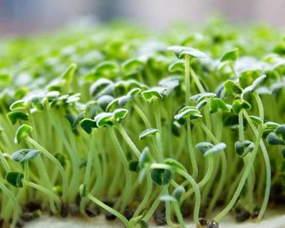 Organic Seeds for Sprouting / Sprouts | Many Types | Healthy Microgreens all year round!