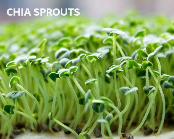 Organic Seeds for Sprouting / Sprouts | Many Types | Healthy Microgreens all year round!