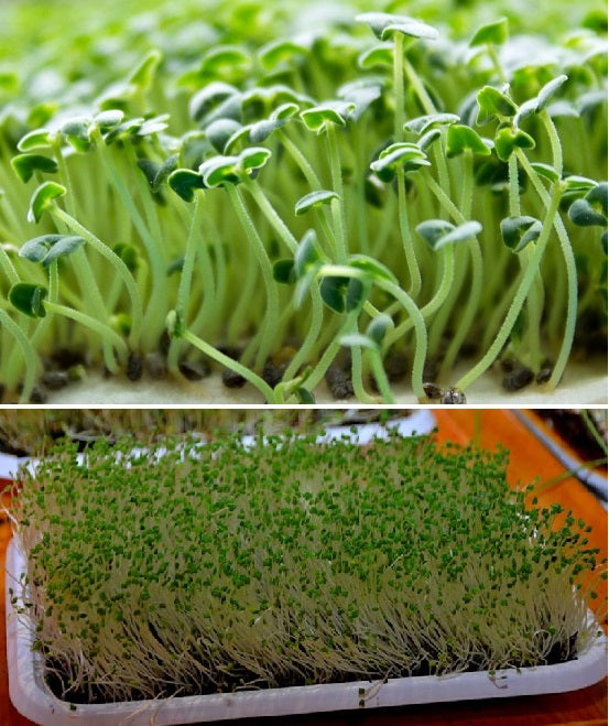 Chia Microgreens | 2000+ organic seeds for sprouting